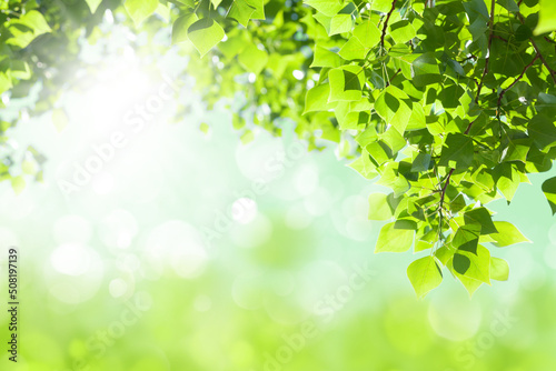 Tree branch with leaves and sunny blurred bokeh