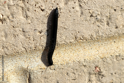 Black Portuguese millipede (Ommatoiulus moreleti) climbing on the wall; (pix SShukla) photo