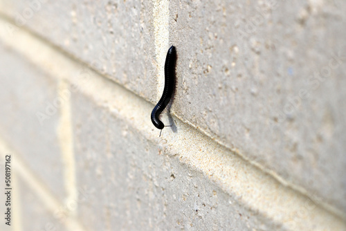 Black Portuguese millipede (Ommatoiulus moreleti) climbing on the wall; (pix SShukla) photo