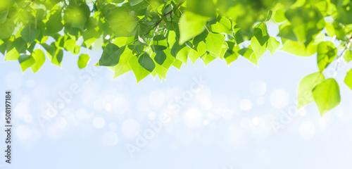 Tree branch with leaves in front of blue sunny sky