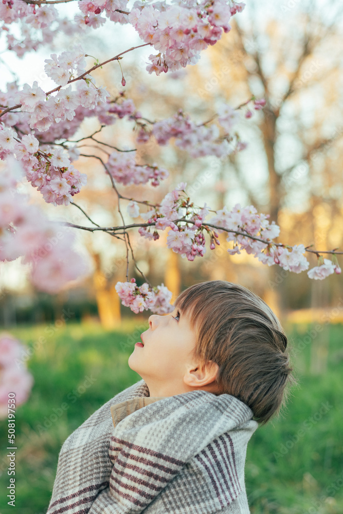 Portrait of a little boy wrapped in a blanket enjoying cherry blossoms in a city park. Portrait of a little boy wrapped in a blanket enjoying cherry blossoms in a city park.