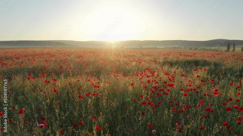 Spring poppies flowers in meadow. Beautiful landscapes. Spring poppies flowers in meadow. Beautiful landscapes.
