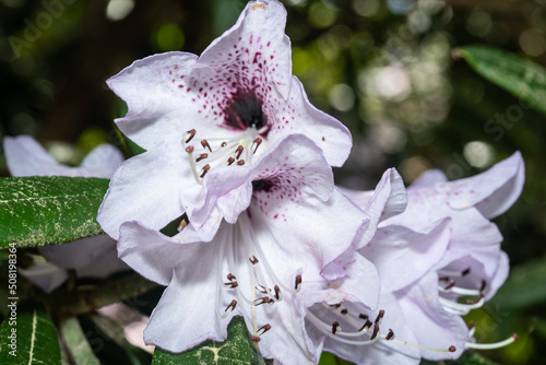 Rhododendron floribundum photo