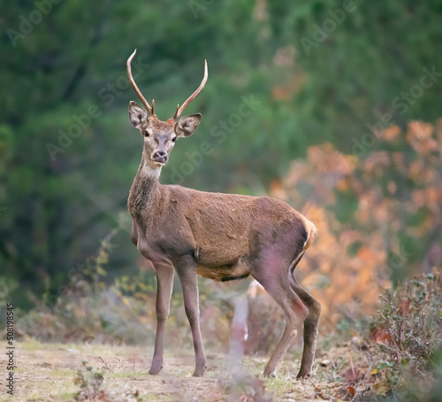 A young male deer stares intently to camera 