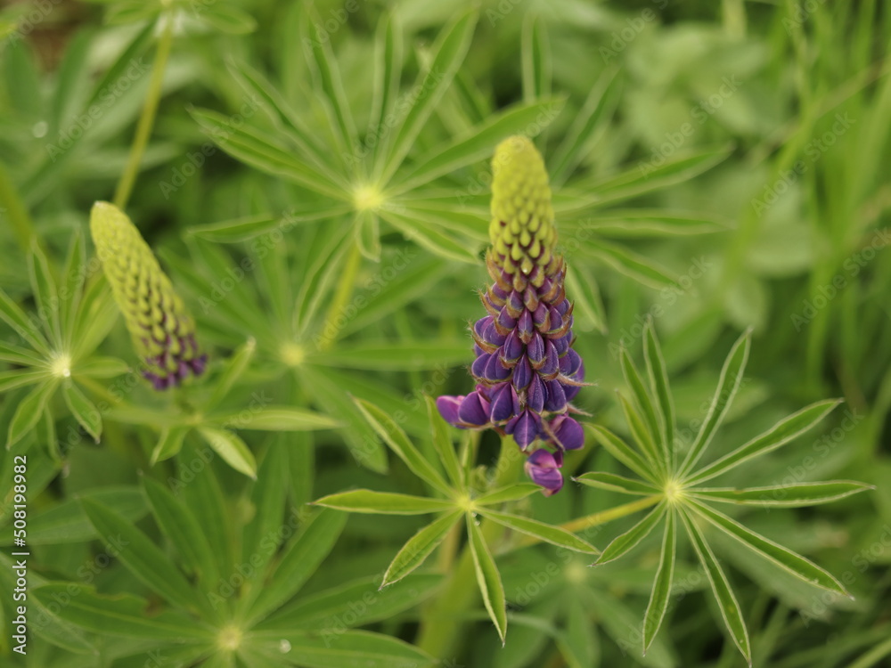 Lupinus, a perennial wild-growing lupine plant, grows in meadows