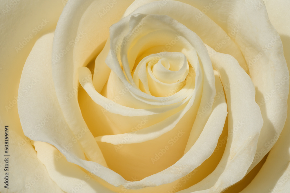 Macro white rose Macro white rose