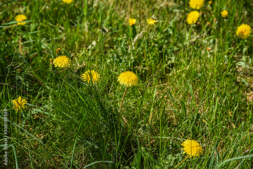 .Weeds in the meadow, dandelion blooming in the summer grass in the meadow. .Weeds in the meadow, dandelion blooming in the summer grass in the meadow.