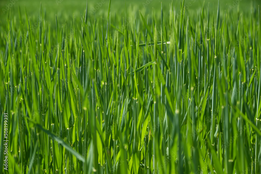 The texture of green grain growing in the sun. The texture of green grain growing in the sun.