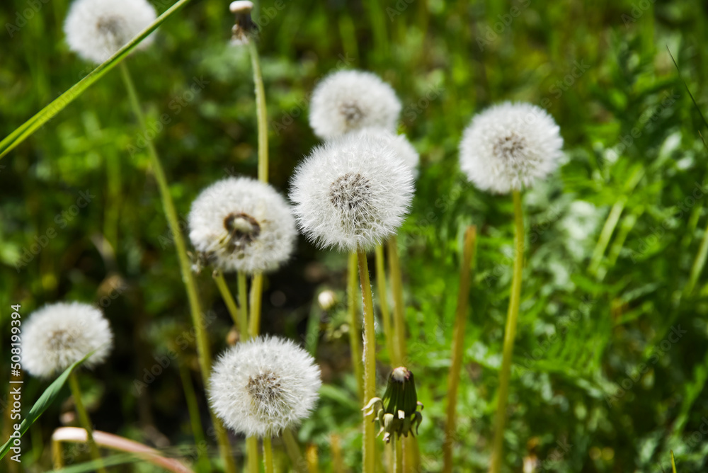 Weeds in the meadow, dandelion blooming in the summer grass in the meadow. Weeds in the meadow, dandelion blooming in the summer grass in the meadow.