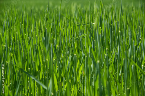 The texture of green grain growing in the sun.