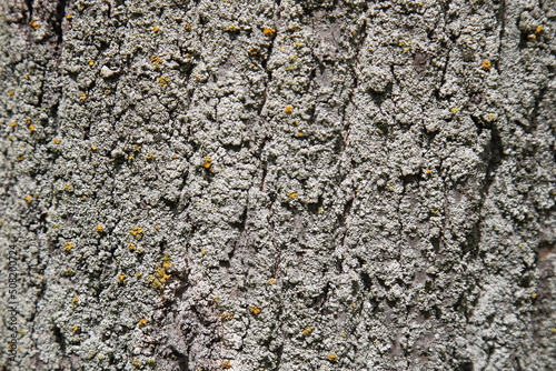 The texture of the bark of an old tree. Gray natural background. © Maryna