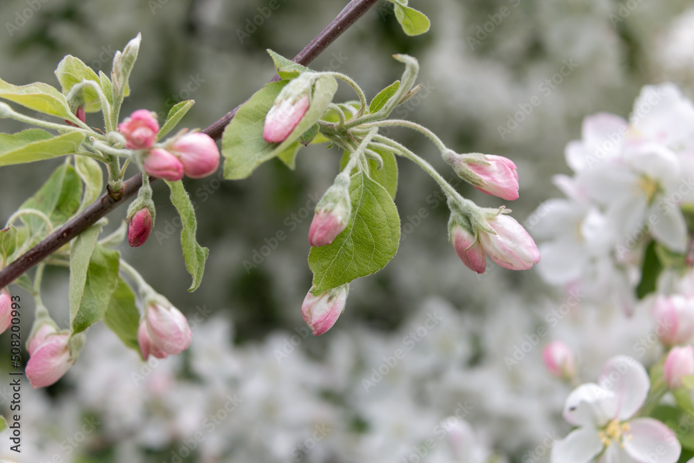 White and pink apple tree flowers with green leaves on a branch. Close-up. White and pink apple tree flowers with green leaves on a branch. Close-up.