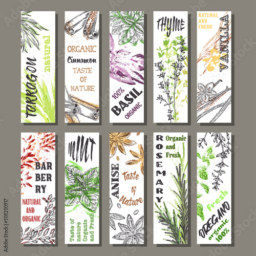 A colorful set of spices, herbs and spices. Bright, colorful hand drawing. Vector for menu, restaurant,
food and kitchen design.