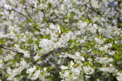White cherry of the European tree in spring. Cherry in full bloom close-up. © Maryna