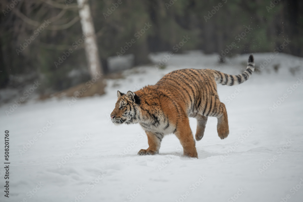 Obraz premium Siberian Tiger running in snow. Beautiful, dynamic and powerful photo of this majestic animal. Set in environment typical for this amazing animal. Birches and meadows