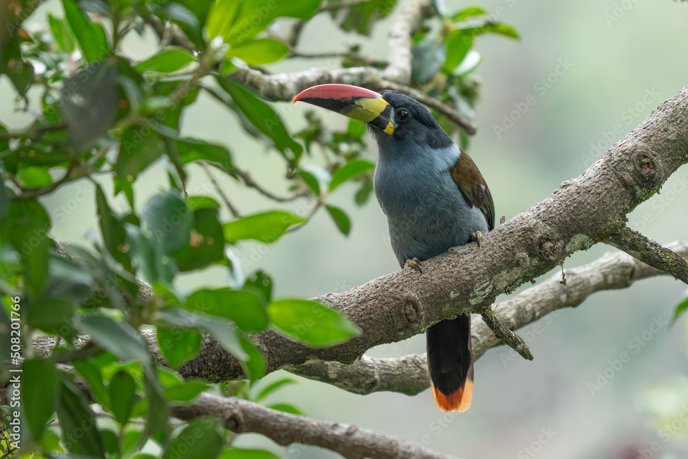 beautiful colored plate-billed mountain toucan (Andigena laminirostris) sitting n the branch very near in the cloud forest beautiful colored plate-billed mountain toucan (Andigena laminirostris) sitting n the branch very near in the cloud forest