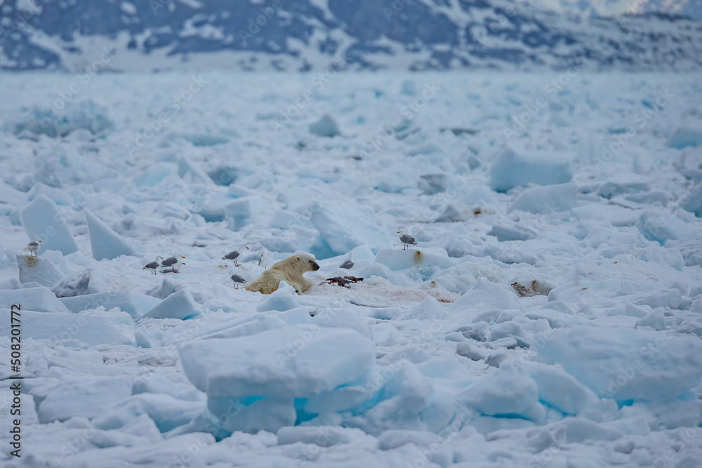 Fototapeta premium Polar Bear (Ursus maritimus) Spitsbergen North Ocean