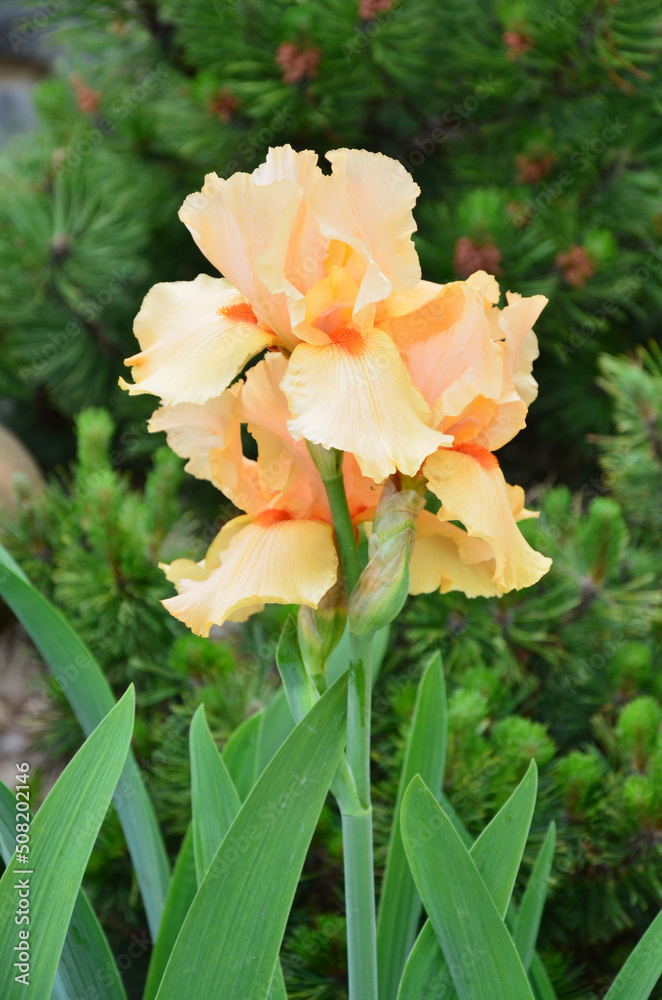 Fototapeta premium Orange Sweet Iris Pallida flower close-up