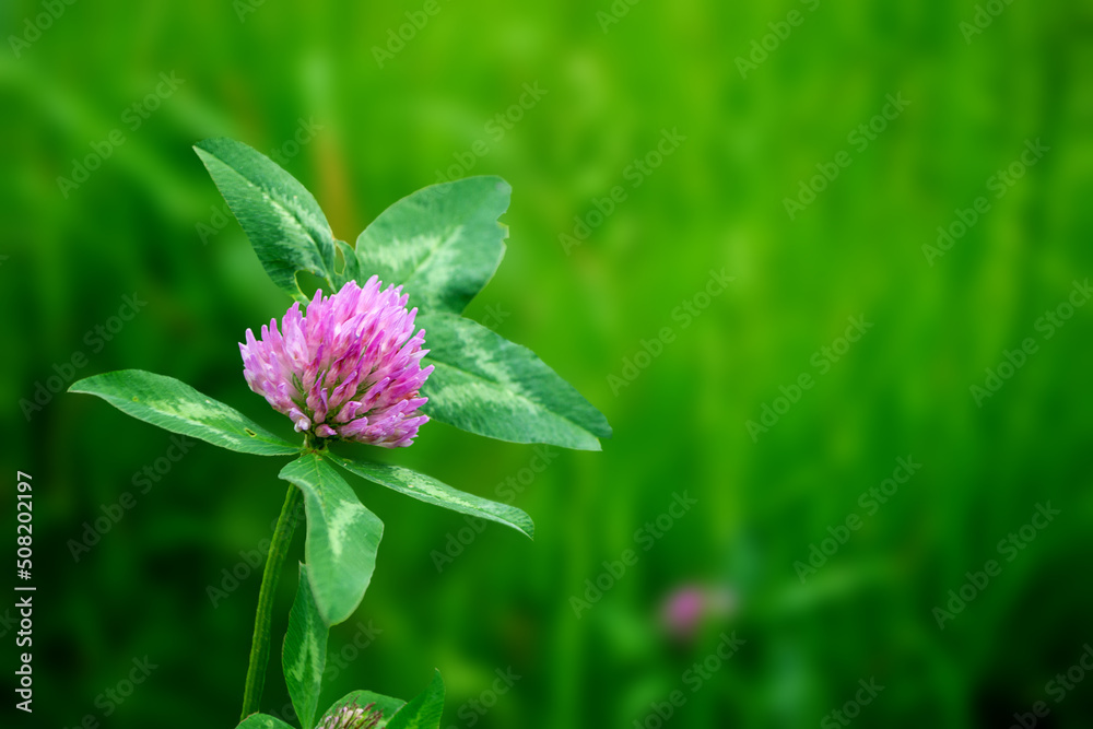 Bumblebee sitting on dutch white clover. Ladino clover growing on the lawn, field or meadow. Plant used in herbal medicine and culinary. Botanical nature background. High quality photo Bumblebee sitting on dutch white clover. Ladino clover growing on the lawn, field or meadow. Plant used in herbal medicine and culinary. Botanical nature background. High quality photo
