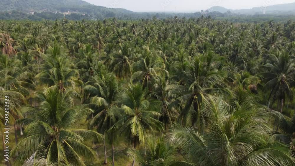 Aerial shot of coconut palm plants from a drone in a coconut plantation in rural Thailand.