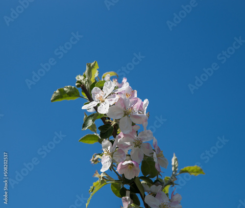 A branch of a blossoming apple tree with flowers on a background of a garden and a blue sky.