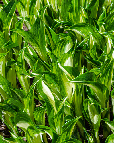 Shoots of a young hosta plant grow in a flower bed in spring