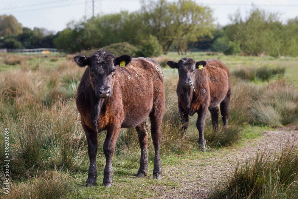 Two brown bulls stand staring towards camera on moorland on the edge of London. Focus on lead cows face Two brown bulls stand staring towards camera on moorland on the edge of London. Focus on lead cows face