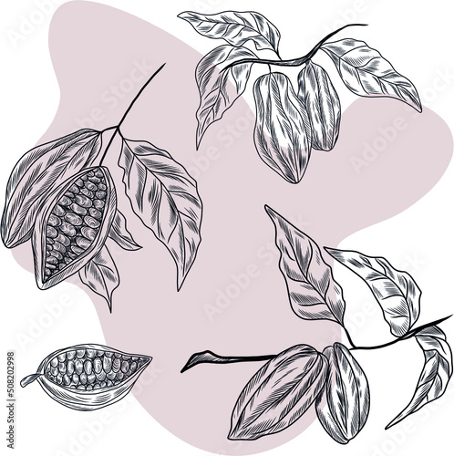 Isolated vector hand drawn illustration of cacao tree, coca leaves, cacao beans