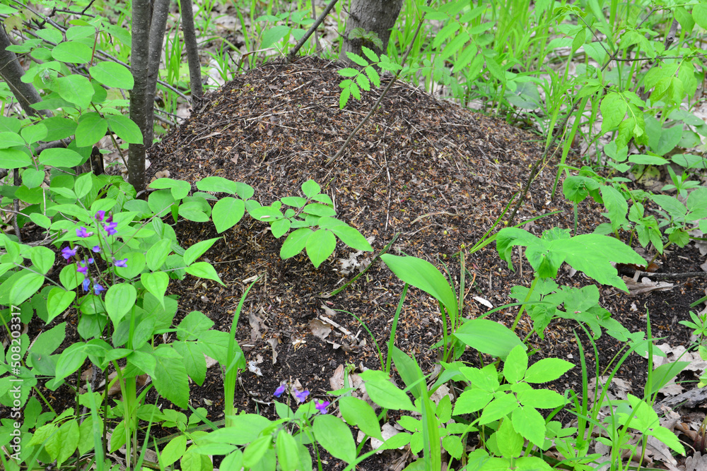 anthill in the forest among green grass and plants anthill in the forest among green grass and plants