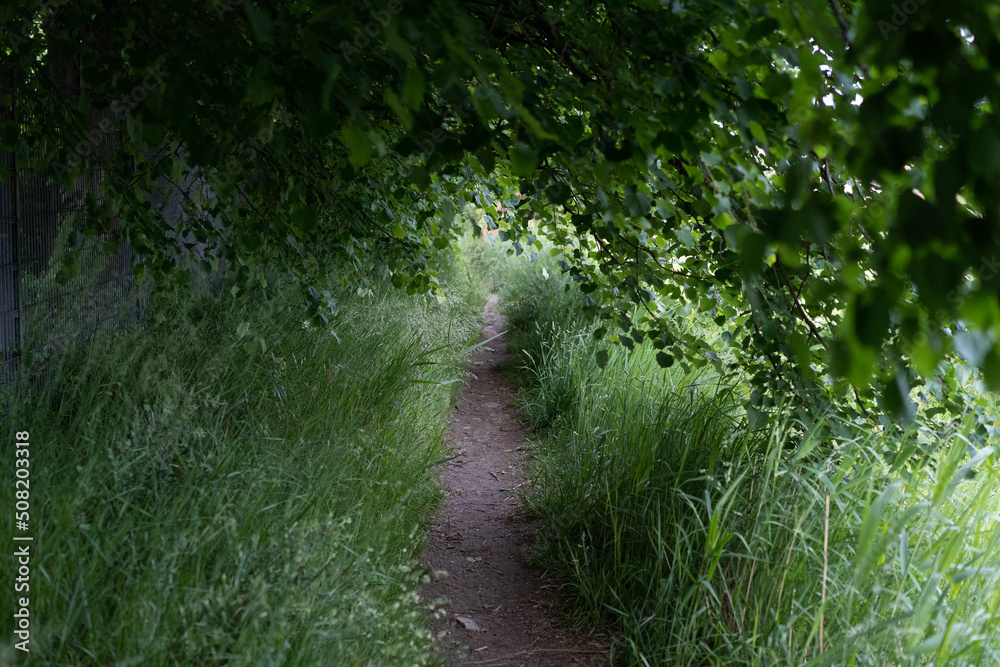 Obraz premium path in the forest
