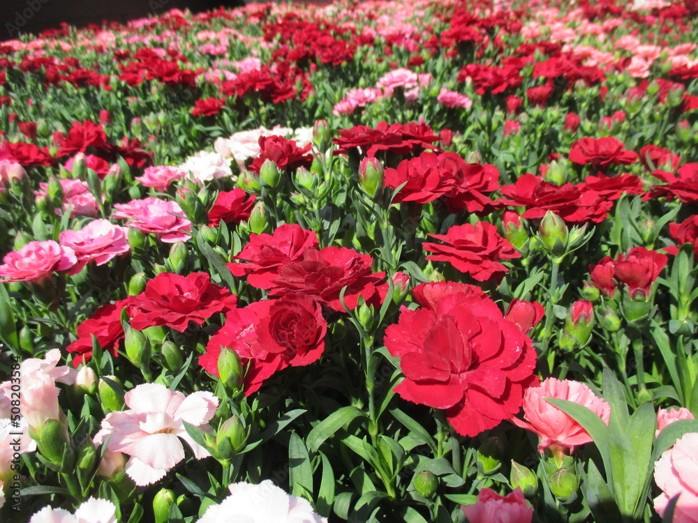 春の花壇に美しく咲き誇る、色とりどりのカーネーション 春の花壇に美しく咲き誇る、色とりどりのカーネーション