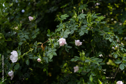 white flowers in the forest