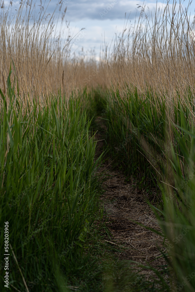 reeds path in the water reeds path in the water