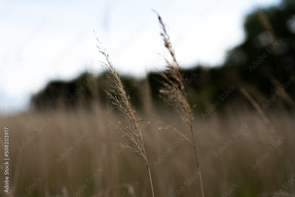 Obraz premium reed close up
