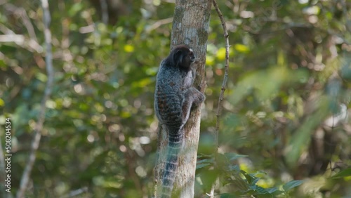 Goeldi's marmoset. Goeldi's monkey, Callimico goeldii in the natural habitat in Brazilian forest photo