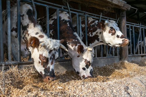 Normande cow at cowshed eating fodder at the farm