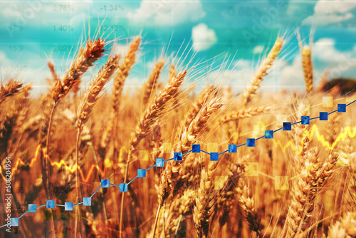 Vászonkép Wheat commodity price increase