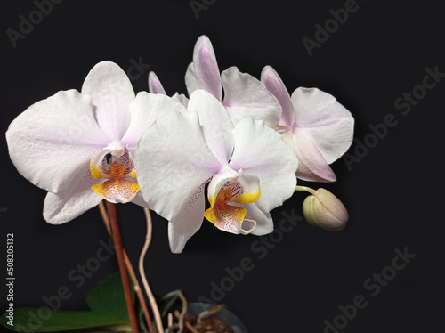 Pink phalaenopsis orchid on a black background