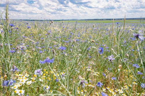 Kornblumen photo