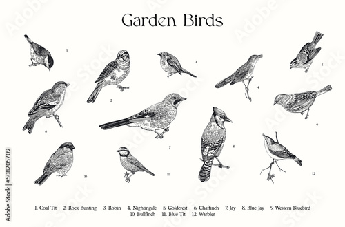 Print op canvas Garden Birds. Set. Vector vintage illustrations. Black and white