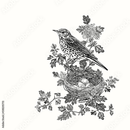 The Song Thrush is in Hawthorn blossom bushes. Bird and nest. Vector vintage classic composition. Black and white photo
