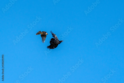 Obraz na plátně Sparrowhawk (Accipiter nisus) a bird of prey raptor in flight attacking a jackda