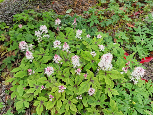 Tiarella 'Spring Symphony' a spring summer flowering plant with a pale pink summertime flower commonly known as foam flower, stock photo image photo