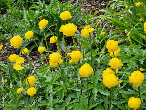 Trollius x cultorum 'T. Smith' a spring summer flowering plant with a yellow summertime flower commonly known as Globeflower, stock photo image