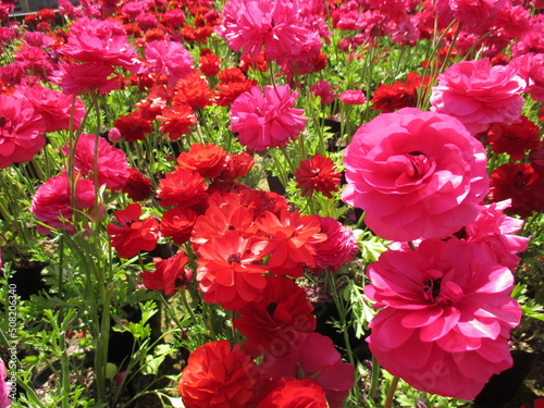 春の花壇に美しく咲き誇る、赤が鮮やかなラナンキュラス（スプリンクルスレッドとマシェ ローズ） © 康夫 岩見