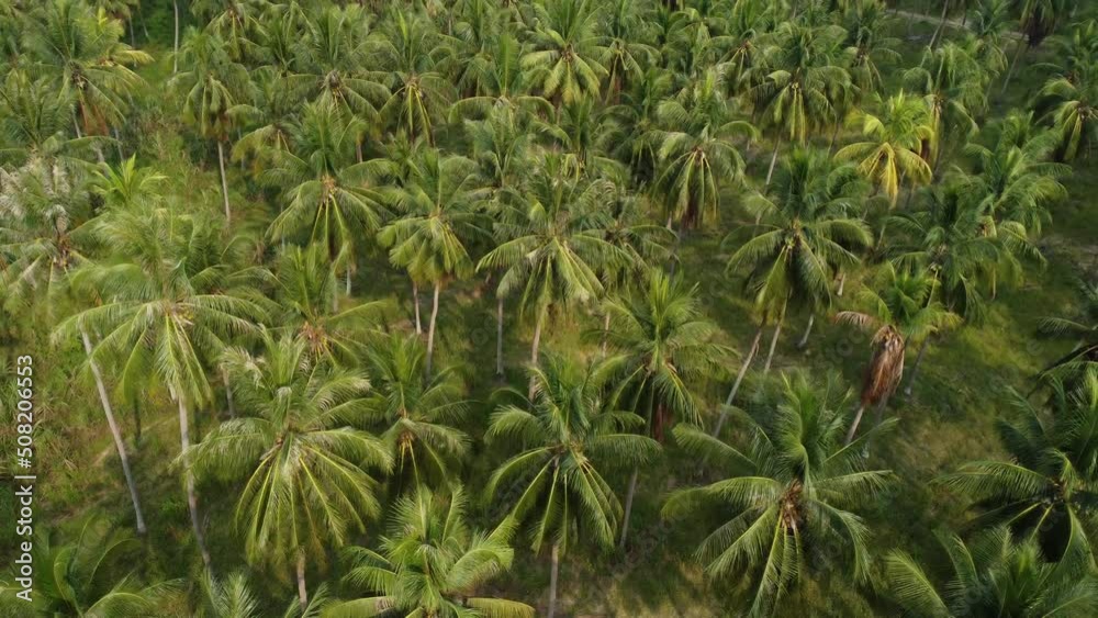 Aerial shot of coconut palm plants from a drone in a coconut plantation in rural Thailand. Aerial shot of coconut palm plants from a drone in a coconut plantation in rural Thailand.