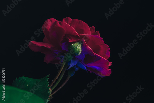 Beautiful young fresh roses. Black background. Close up of a one of red rosesin. photo