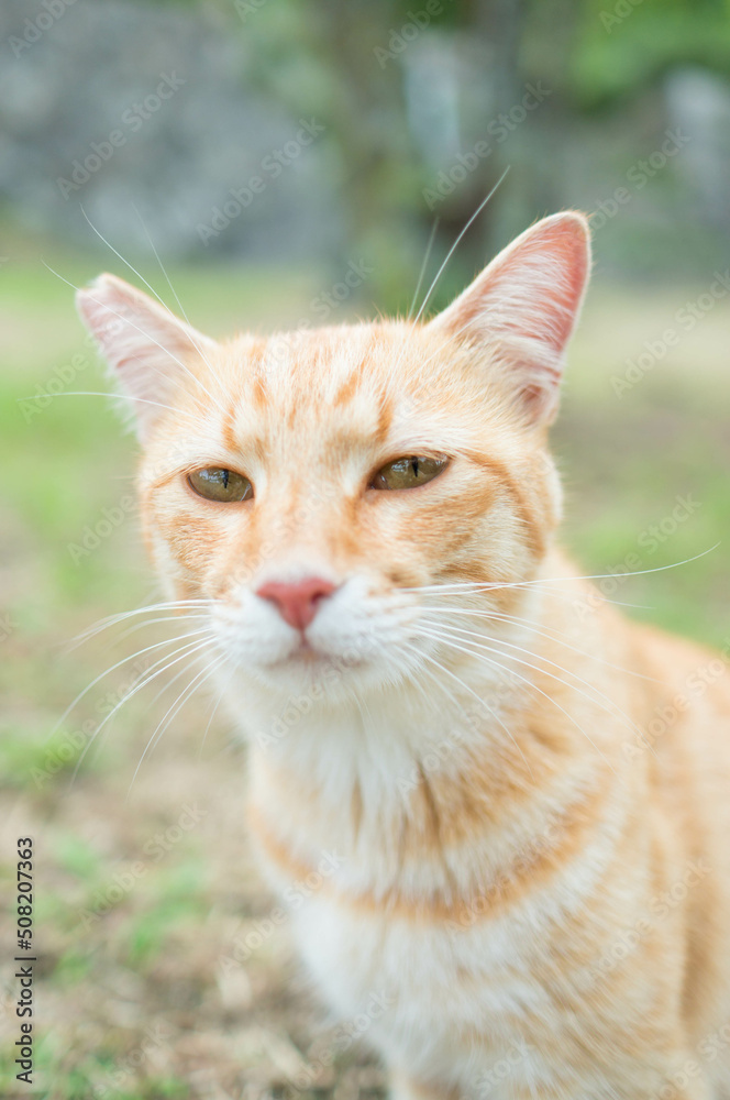 瞳で語る野良猫 瞳で語る野良猫