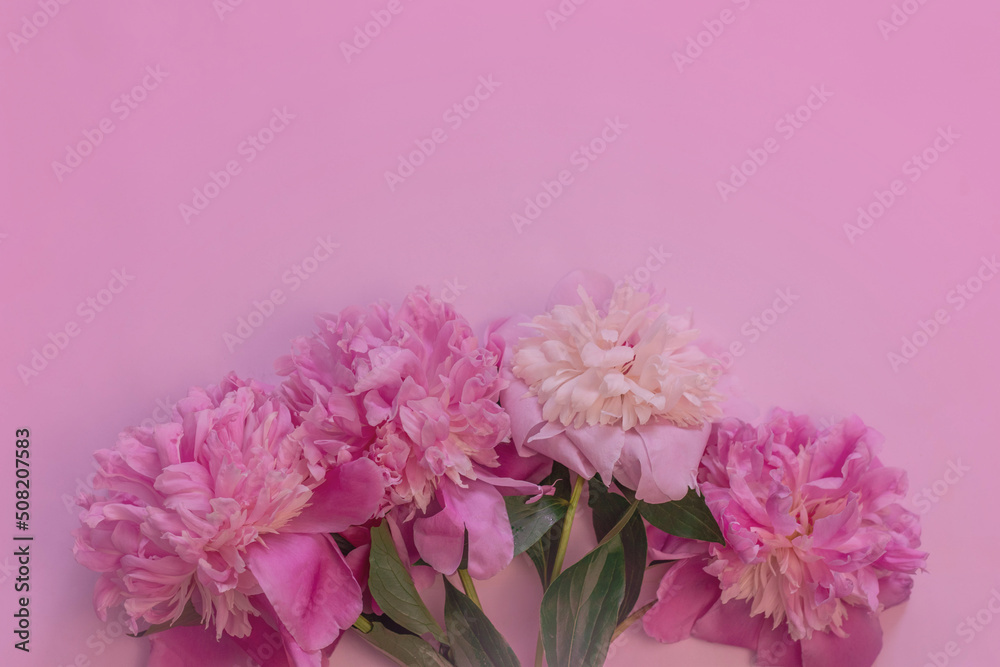 Fototapeta premium Blooming pink peonies on a pink background. Copy space. Background