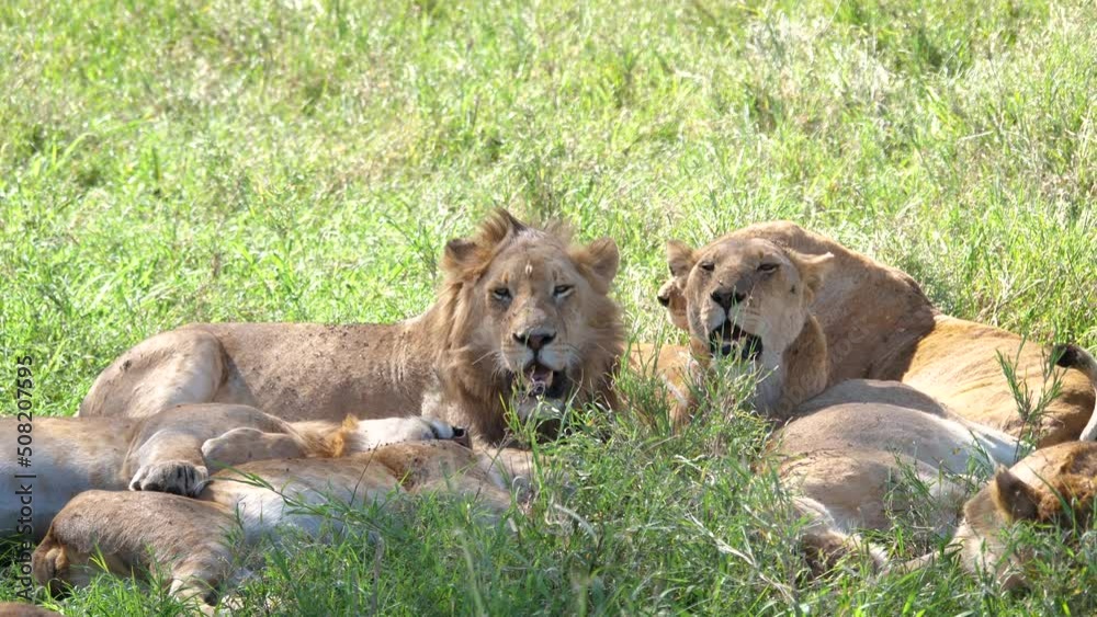 Pride Of African Lions Lies In Shade Of Bush Den Escaping From Heat Pride Of African Lions Lies In Shade Of Bush Den Escaping From Heat